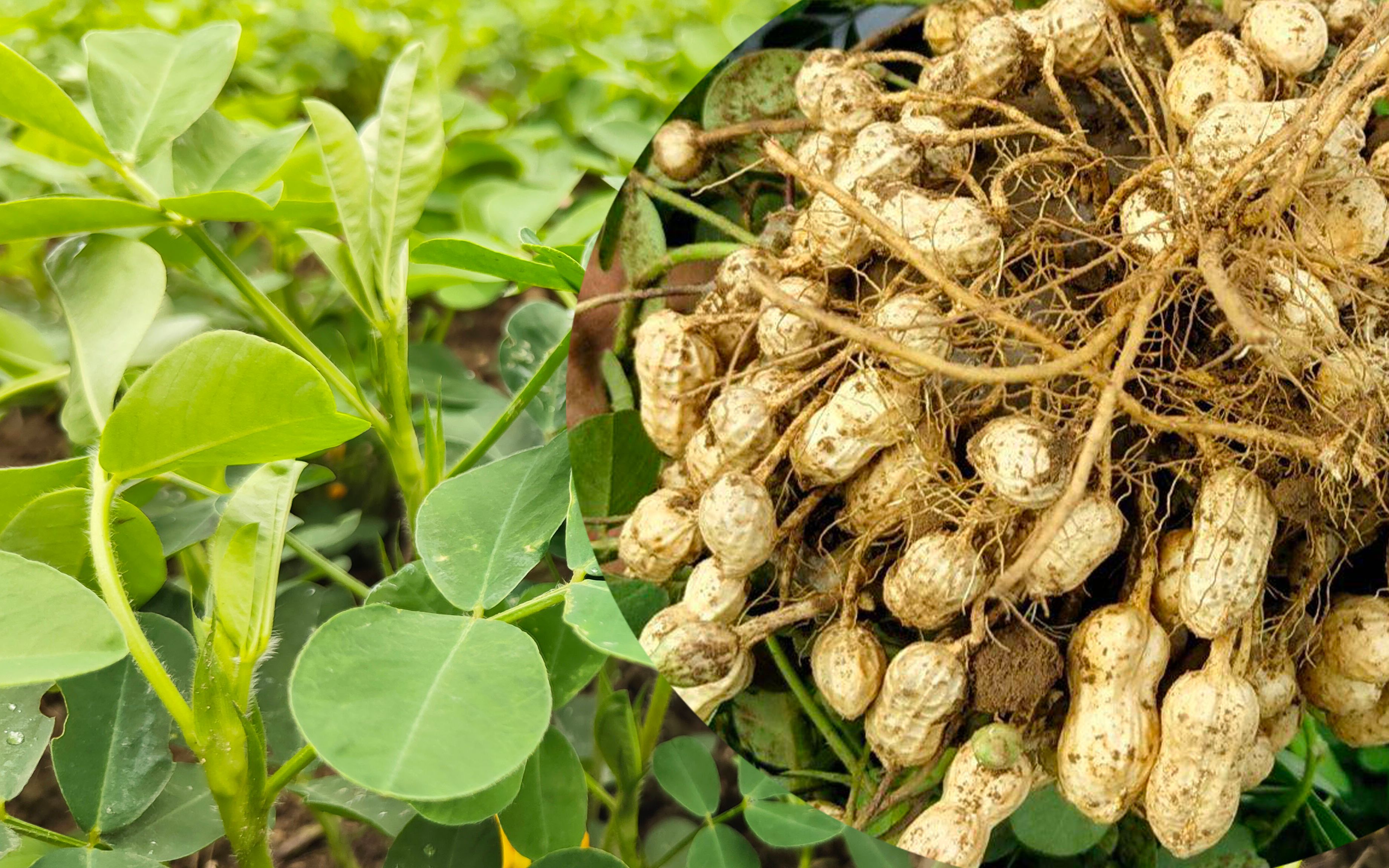 要想一株花生苗结119颗花生,方法很重要,做好这两步颗粒饱满还增产