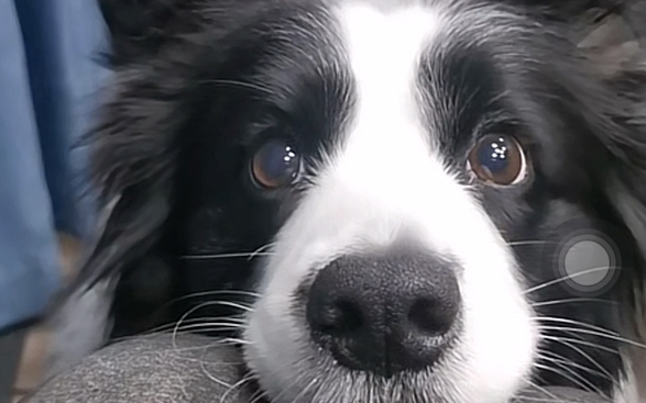 露娜吃播系列之咬住是不可能的吞了才是自己的#边牧露娜直播剪辑