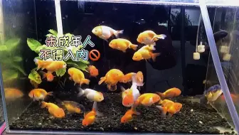 第一次见到家里养的金鱼产卵 哔哩哔哩 Bilibili