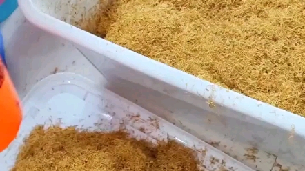 手卷烟丝口粮发酵熟丝,二次复烤,正宗南雄烟丝