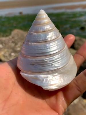 这螺长的真奇怪