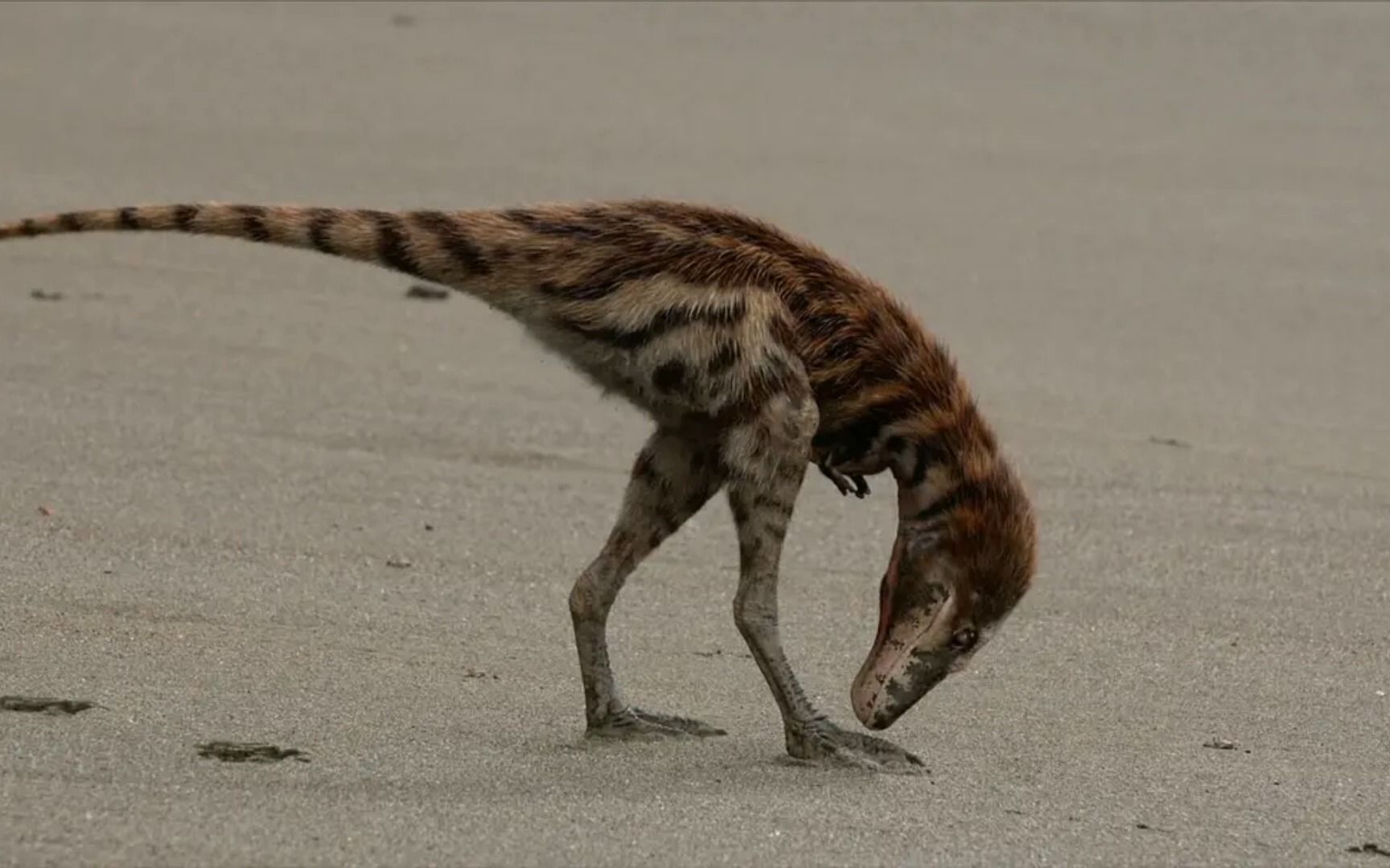 《史前星球》1~5集一口气看完 史前星球霸王卡幼崽