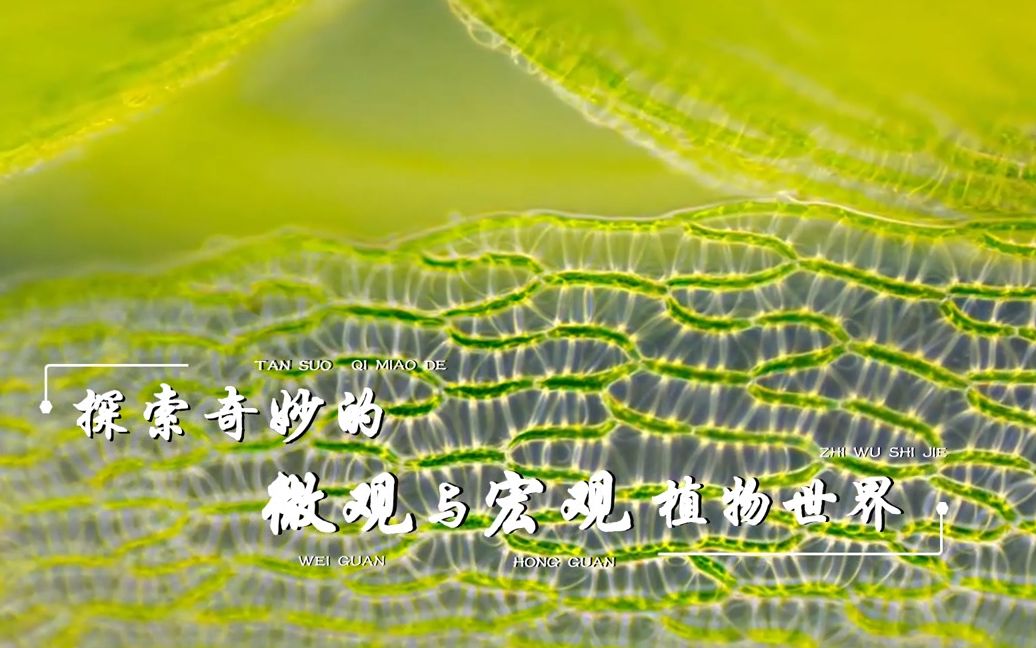 植物生物学中国农业大学哔哩哔哩bilibili