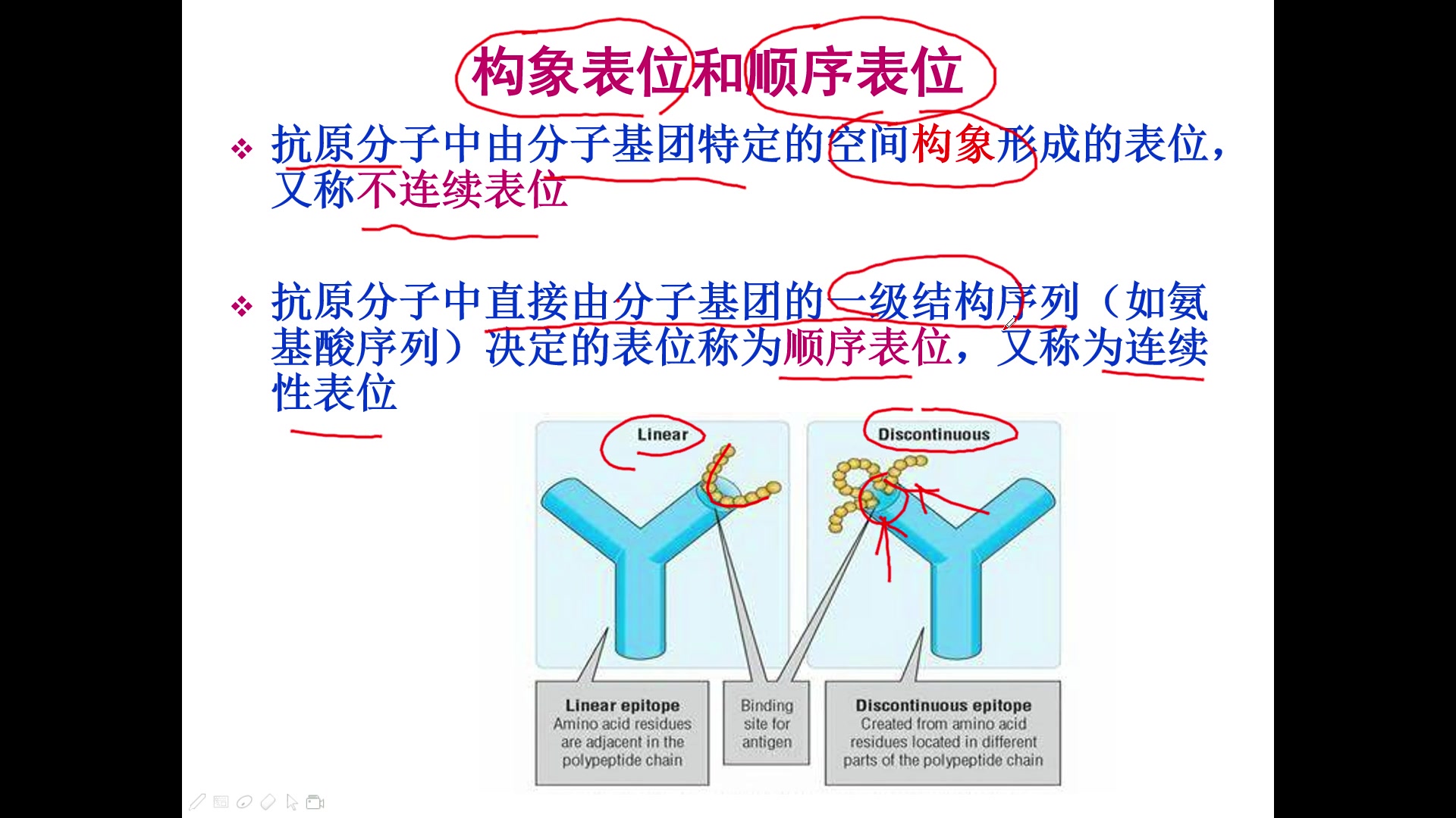 动物免疫学:01抗原(下)哔哩哔哩bilibili