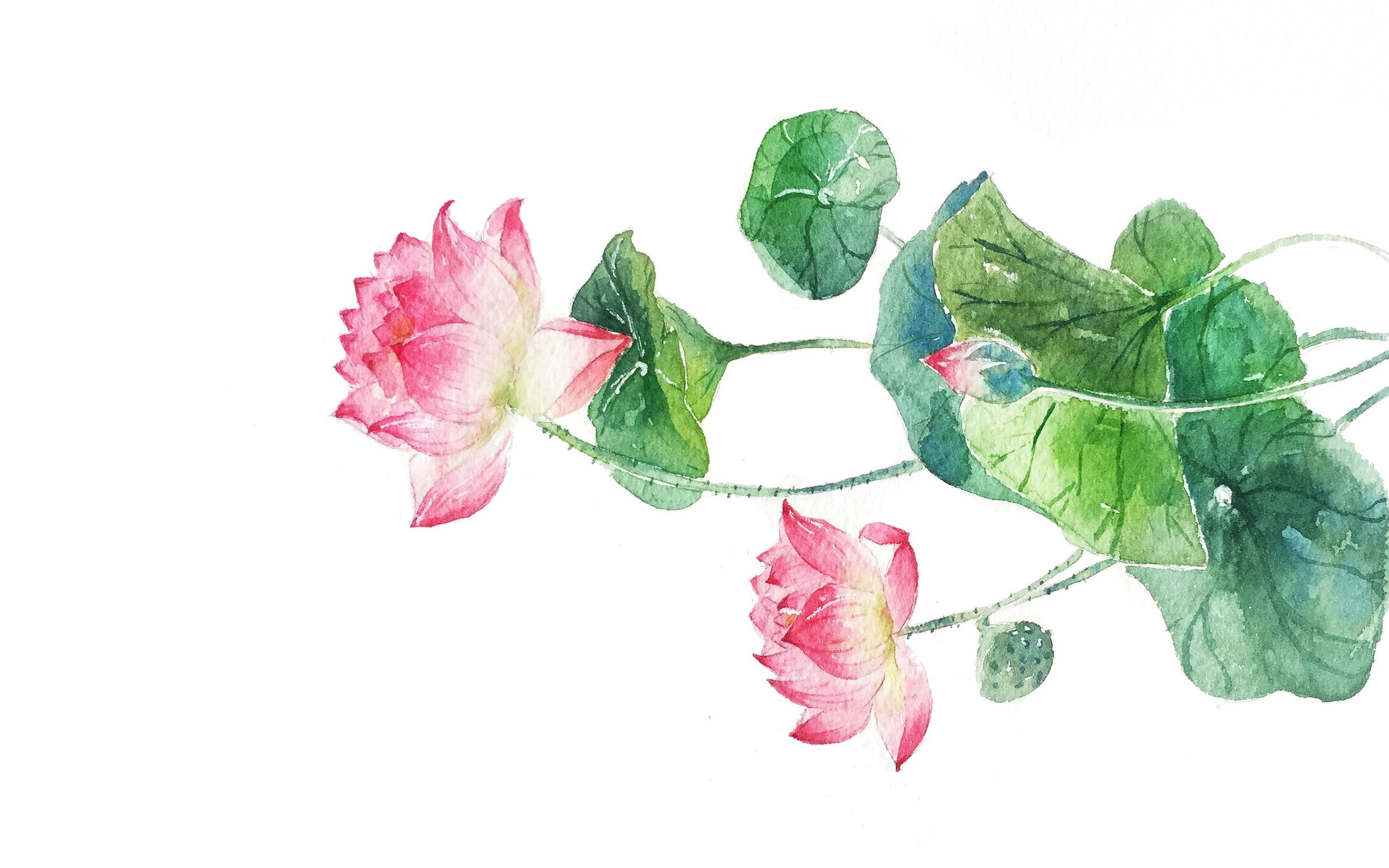 手绘水彩-夏天怎么能少了荷花_哔哩哔哩_bilibili