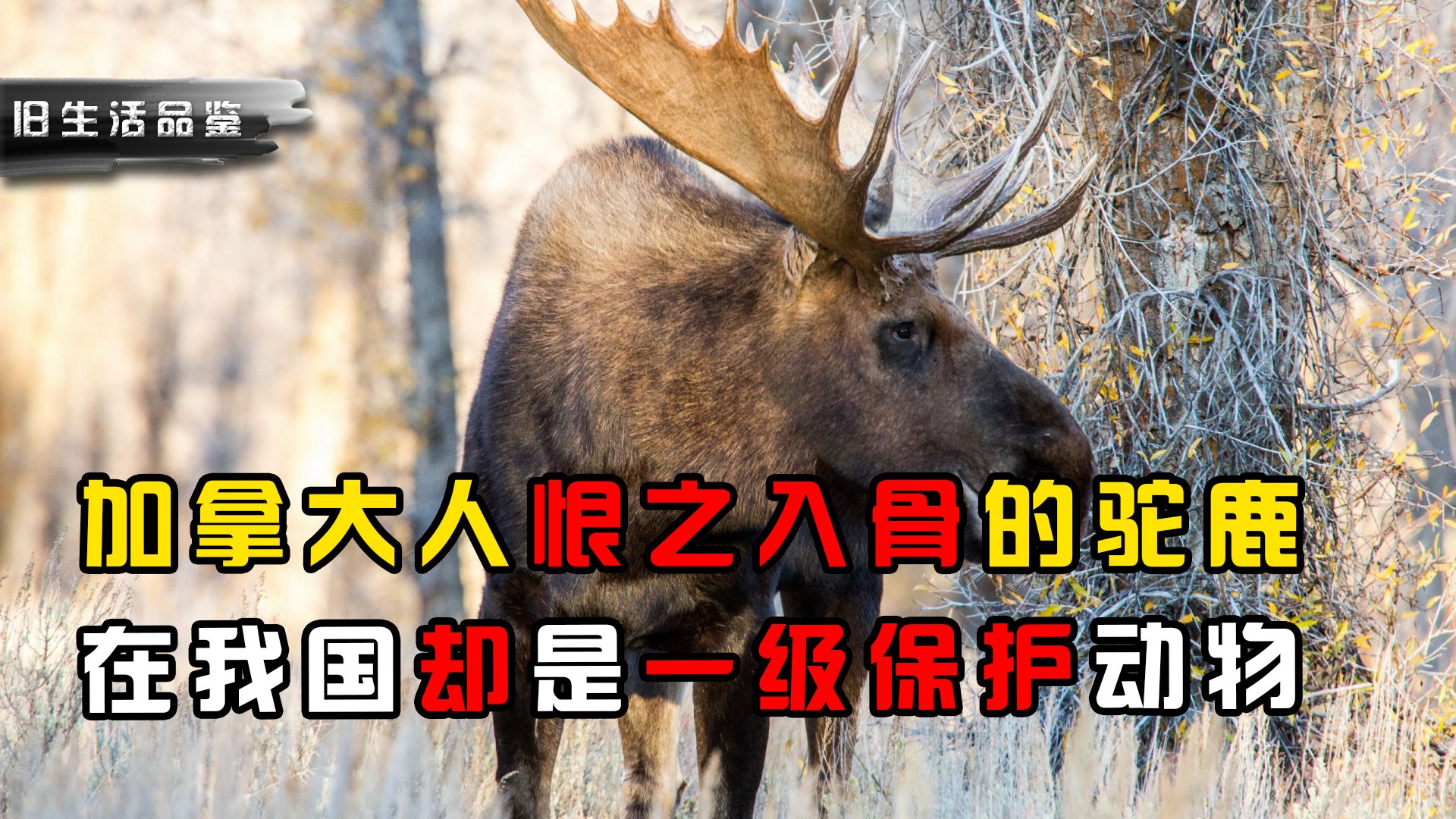 加拿大人恨之入骨的驼鹿,在我国却是保护动物,背后原因让人无奈