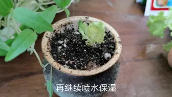 唐芹菜再生 激活 选种 土培 种芹菜的2种方法 菜生菜 蔬菜的再生 哔哩哔哩 Bilibili