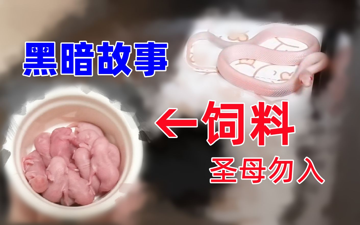 [图]把活乳鼠喂给小白蛇，顺便聊聊养蛇7年做过的最残忍的事