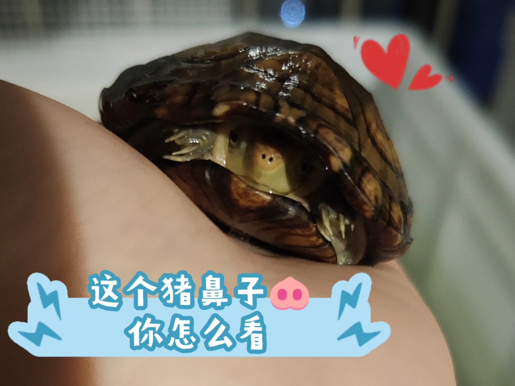 这个猪鼻子你怎么看哔哩哔哩bilibili