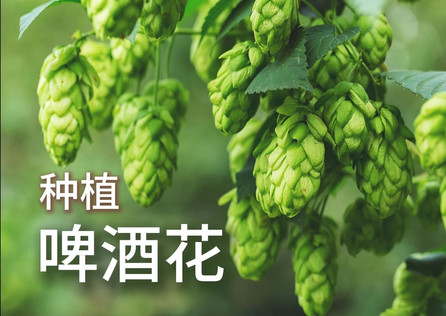 电子榨菜农场系列----啤酒花的种植与收获