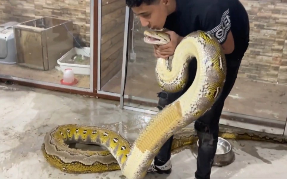 这条蟒蛇有点大!厉害了