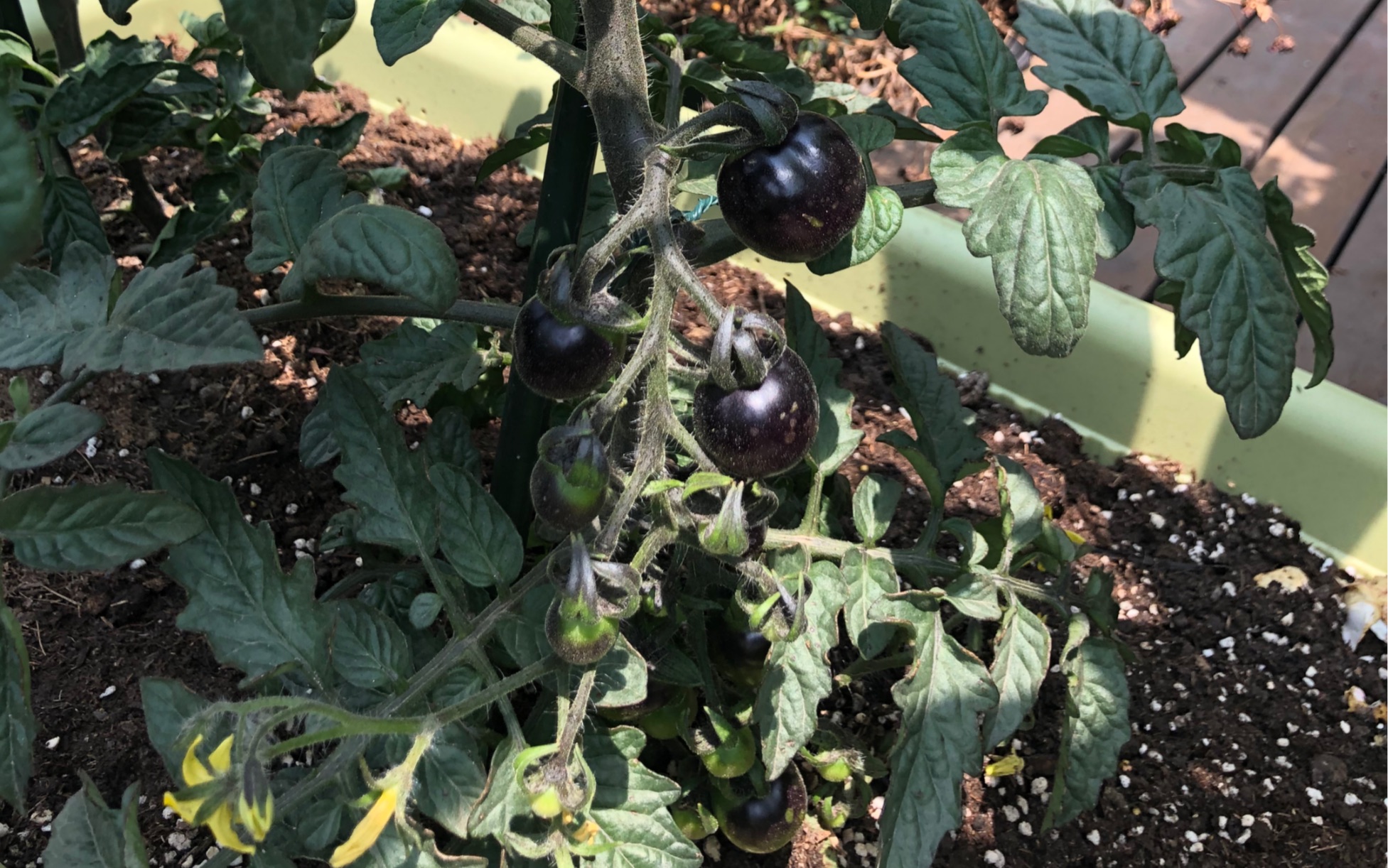 每日观察 黑法师番茄换了大盆,已结两串黑色果实.黑鹅肝开始长枝条