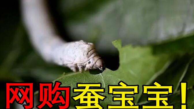 饲养蚕宝宝#-哔哩哔哩_bilibili