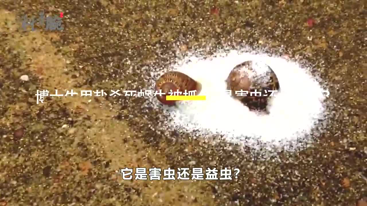 博士生用盐杀死蜗牛被抓,为何盐能杀死蜗牛,它是害虫还是益虫?哔哩哔哩bilibili