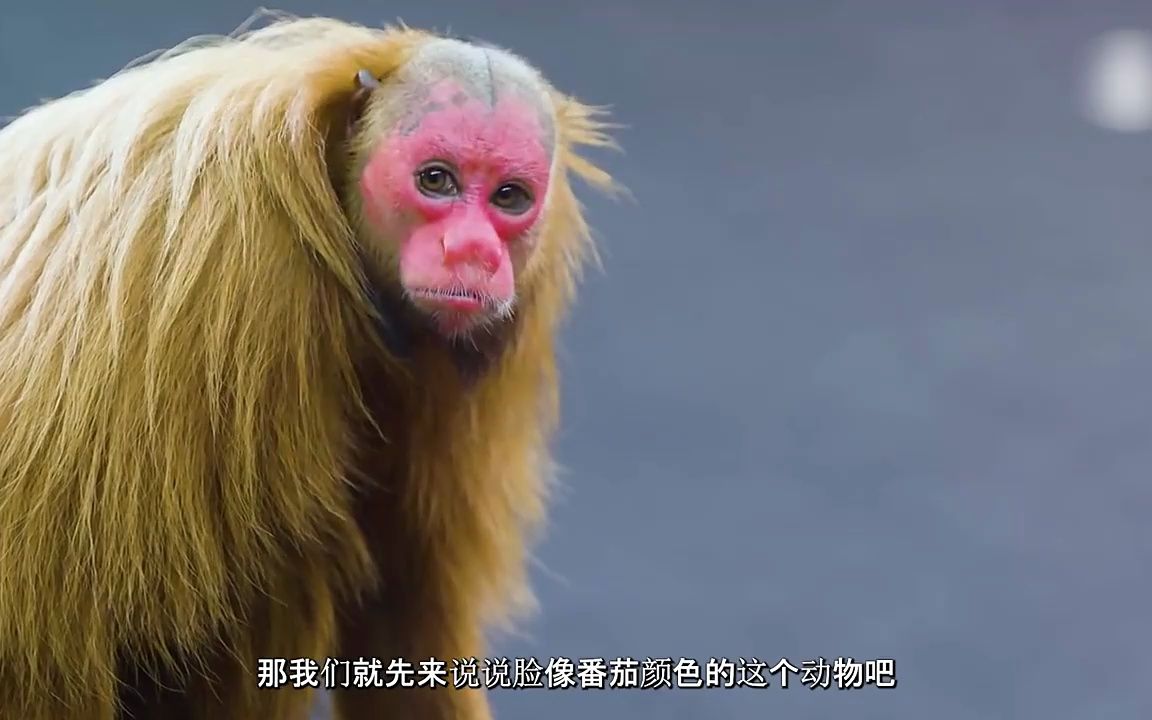 白毛红脸的猴子图片