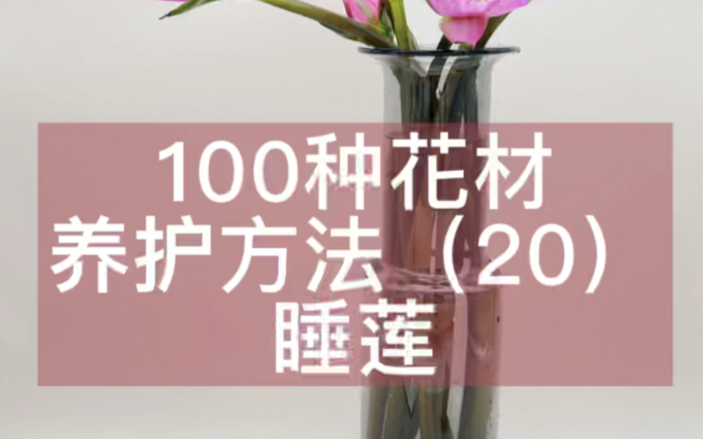 100种花材养护方法(20)睡莲哔哩哔哩bilibili