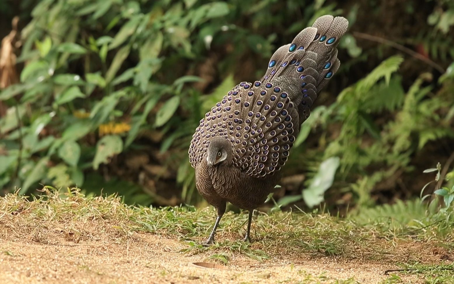 孔雀稚鸡全家老小觅食_哔哩哔哩 (゜-゜)つロ 干杯~-bilibili
