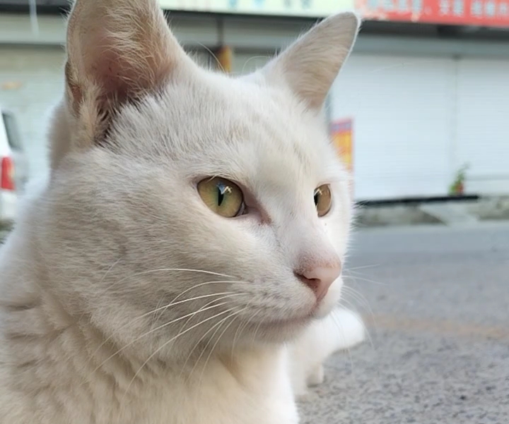 流浪的白猫咪