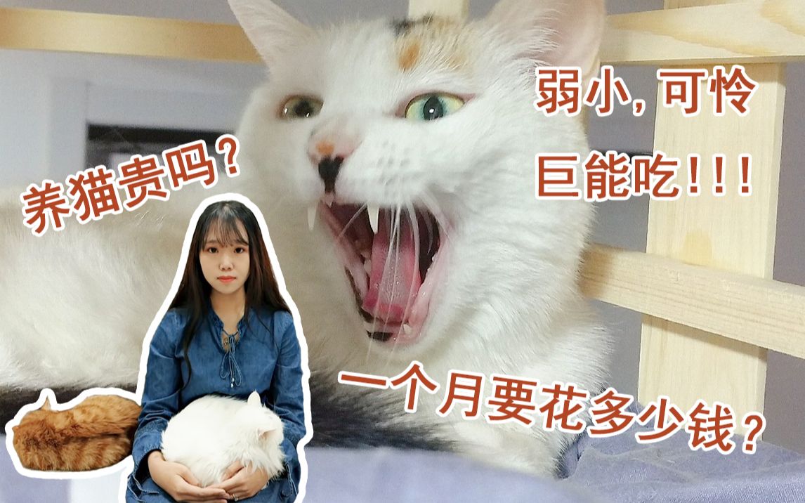 养只猫贵吗?一个月要花多少钱?养猫成本大揭秘!!!哔哩哔哩bilibili