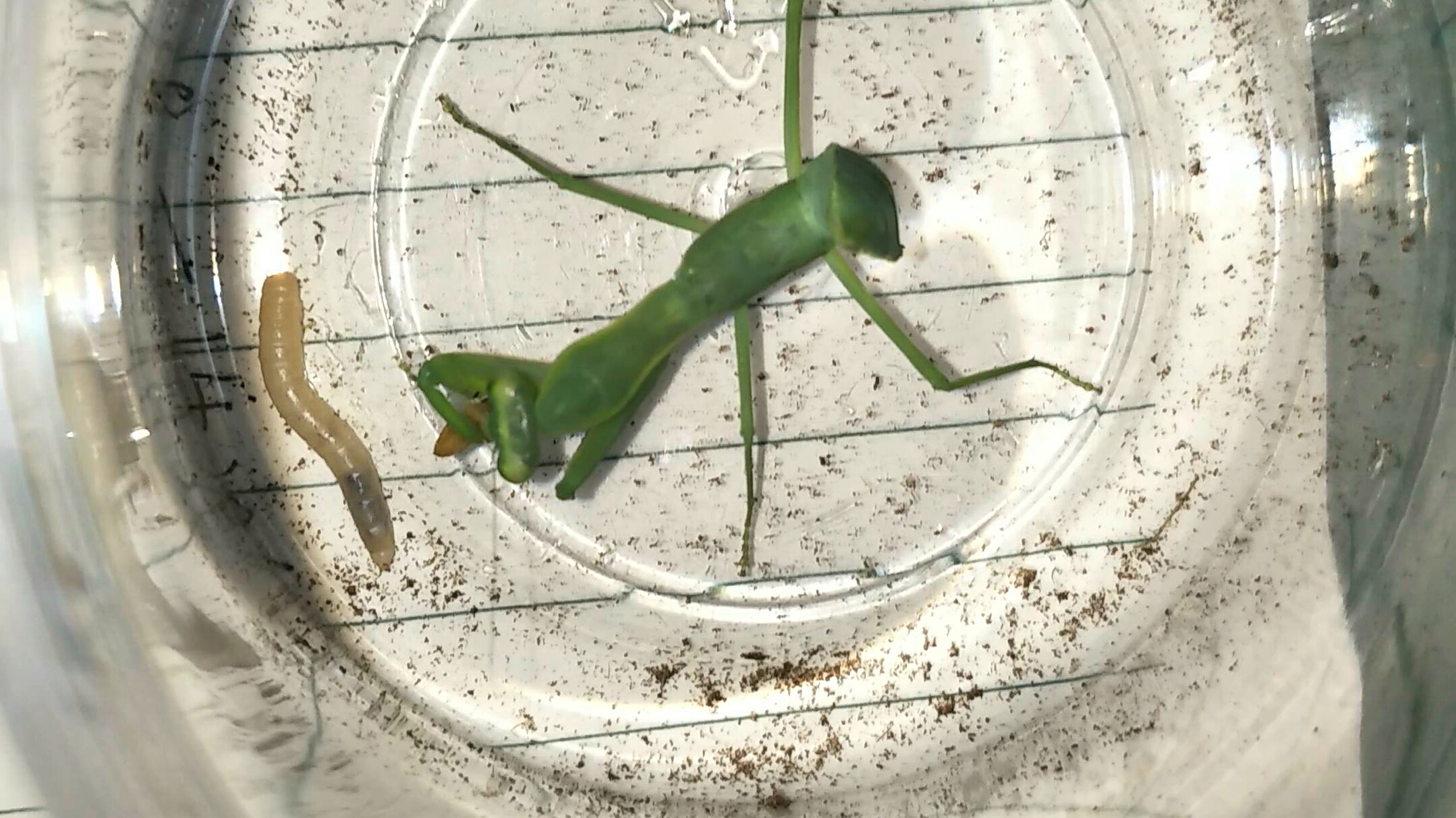 [螳螂]日常喂食视频