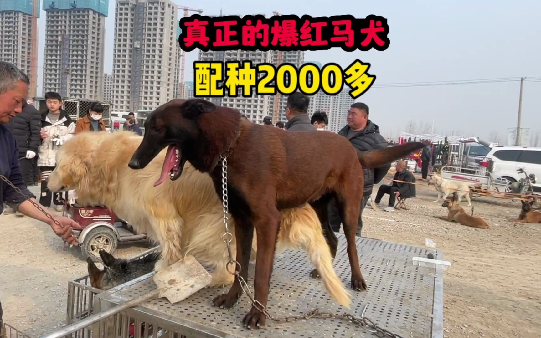 真正的爆红马犬,曾经配种2000多顿顿大鱼大肉,如今流落狗市哔哩哔哩bilibili