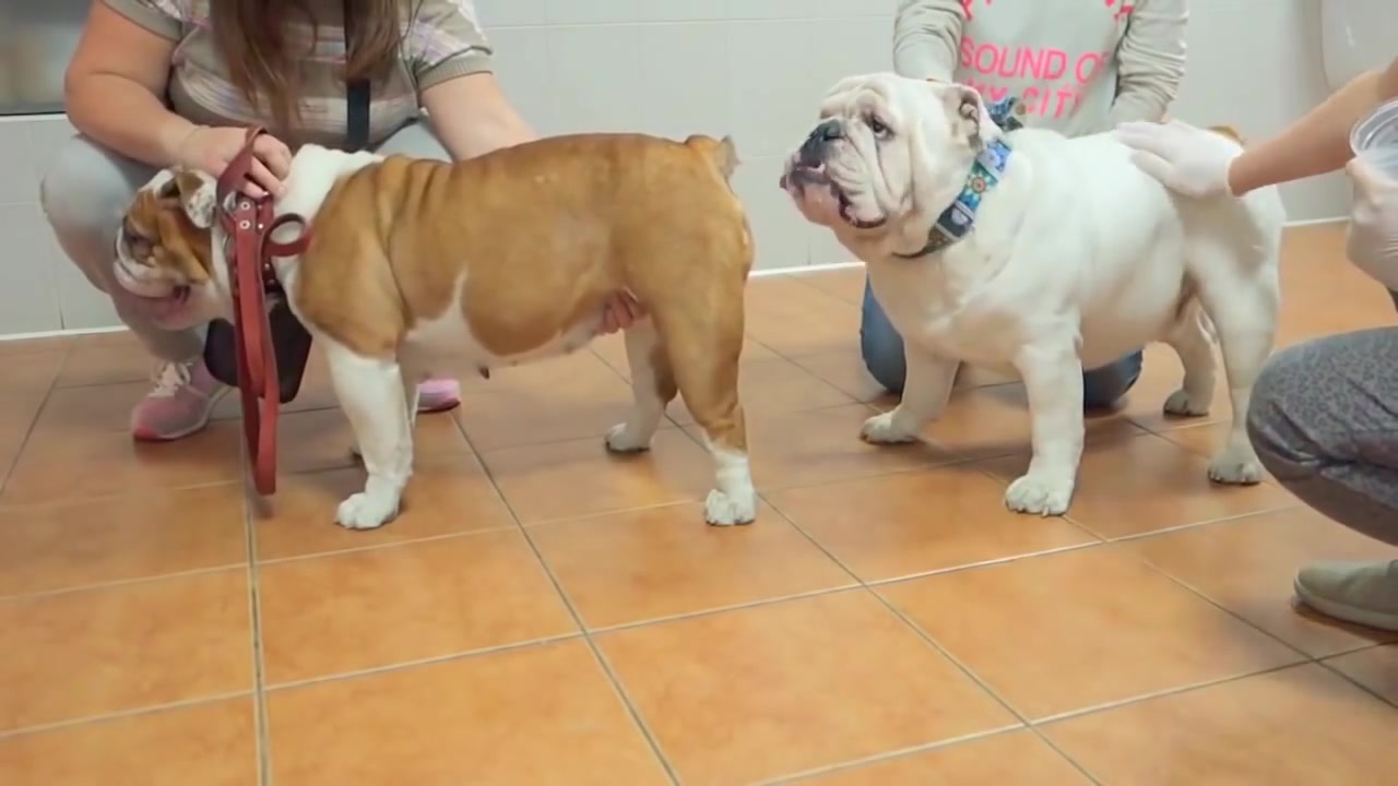 [图]英国斗牛犬的人工授精 Вязка Английских бульдогов.The mating of English Bulldogs.