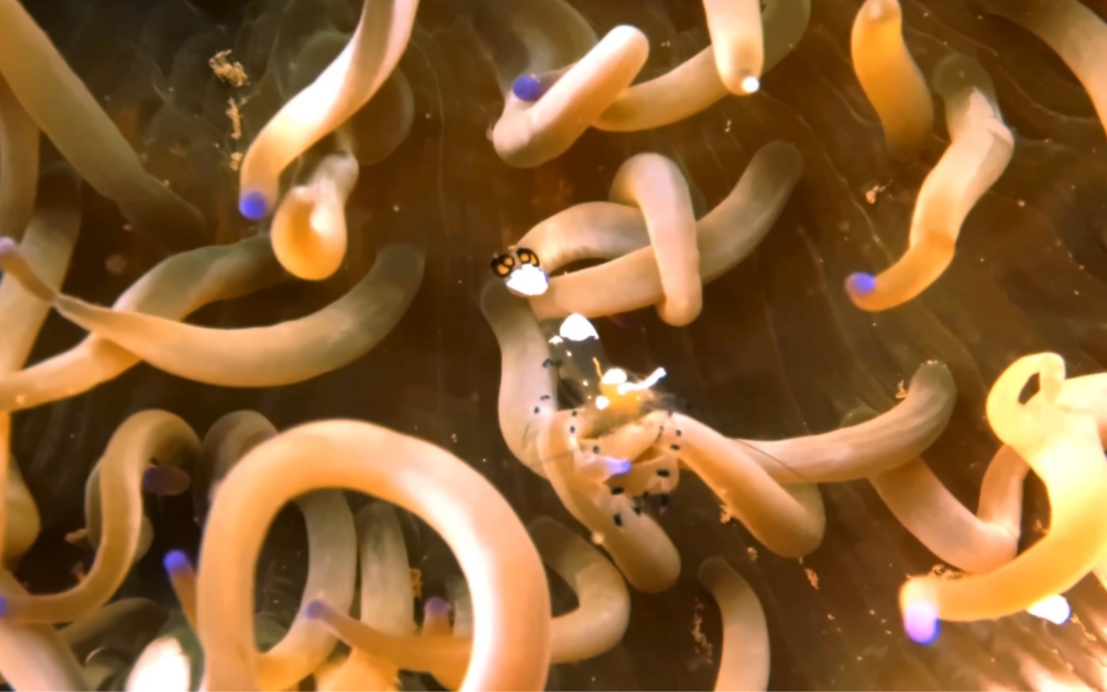 在伊势拍到的透明小虾和快速抖动大虾