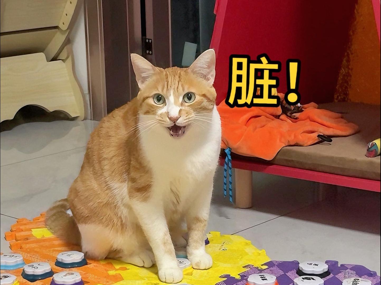 来自聪明小猫的嫌弃!哔哩哔哩bilibili