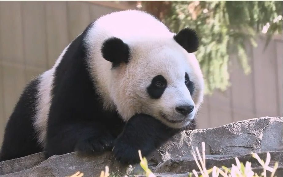 紐約呼聲最高,他們得到過宋三姐贈送的兩個熊貓(都是男),建造了