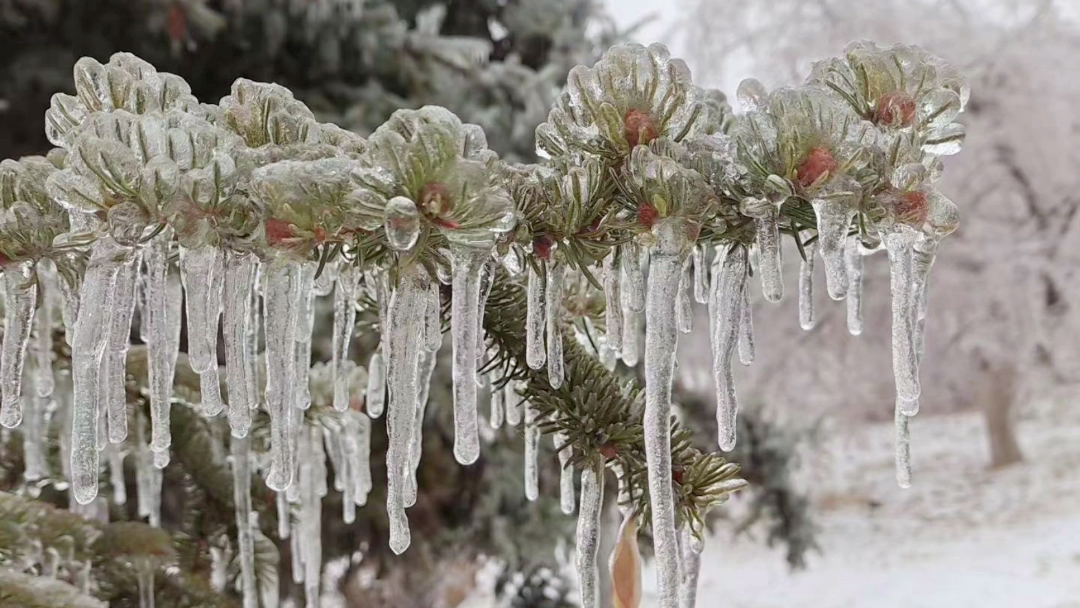 南方的小伙伴见过这么多冰溜子吗?