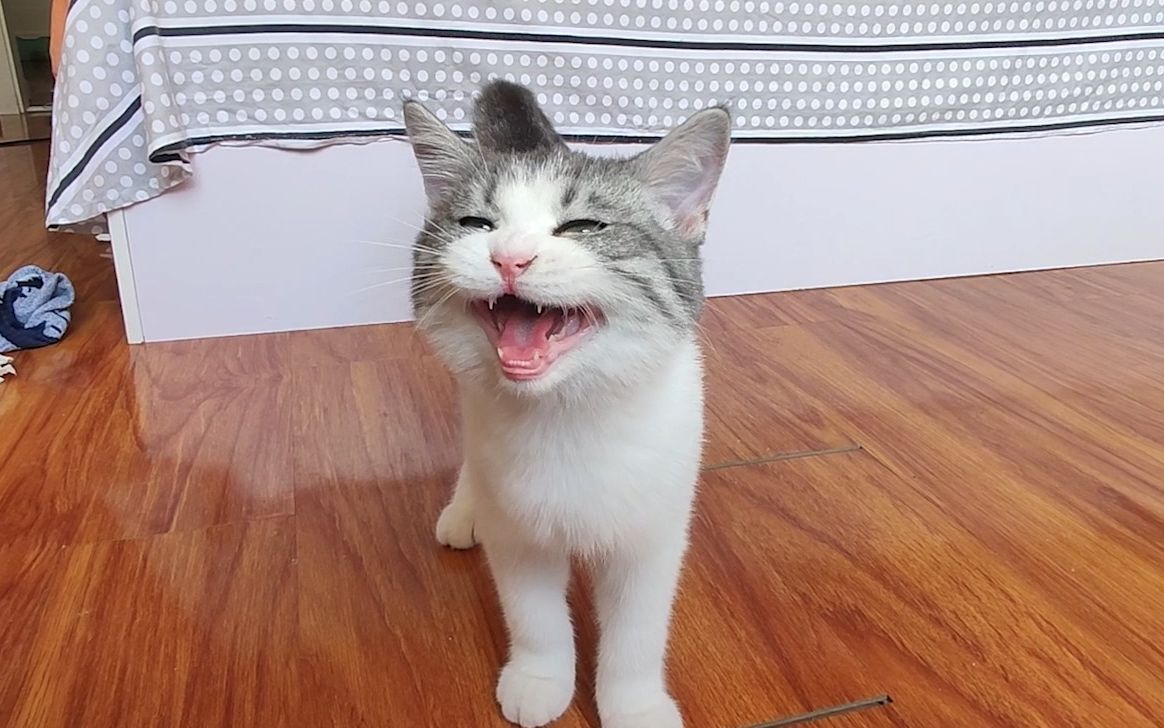 [ 若水家的星期天 ] 02 山新喵