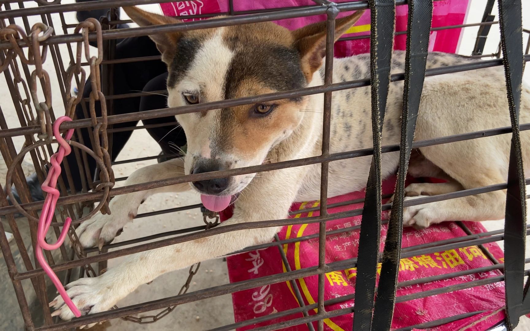 逛狗市发现了一条阴阳脸的狗,非常奇特少见!