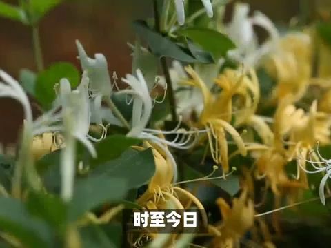 [图]金银花治疗皮肤病