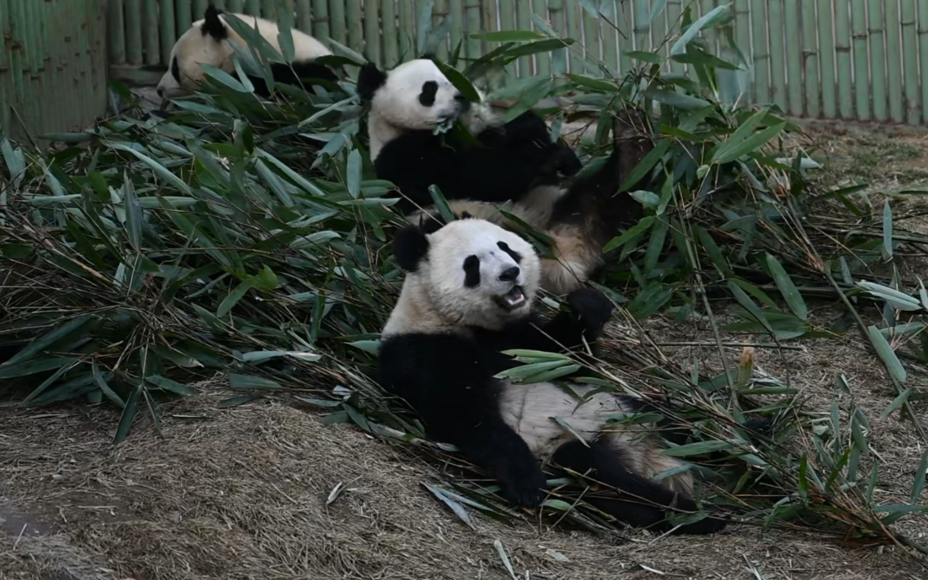 壁纸 大熊猫 动物 3168_1980