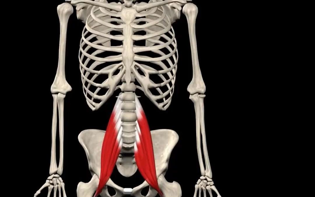 髂腰肌腰痛密切相关的肌肉