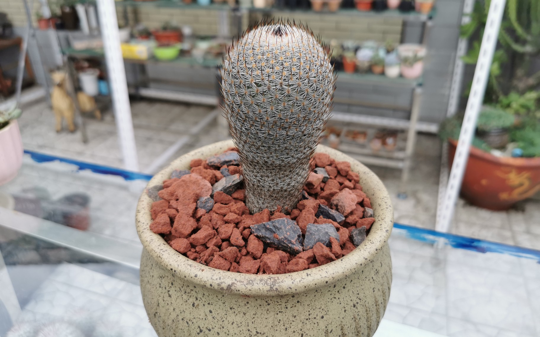 大猫多肉:纯风化石种的仙人球换盆