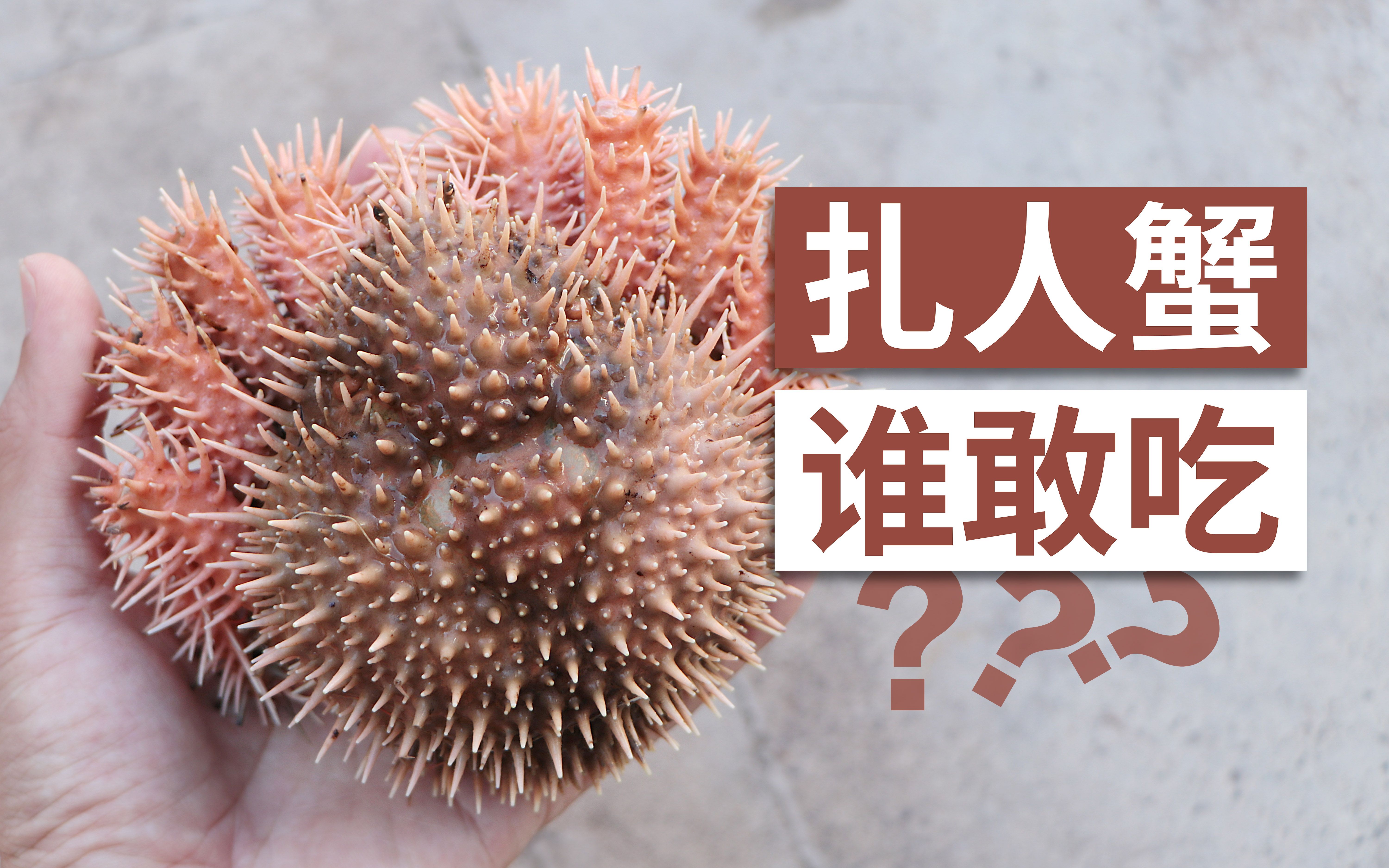 螃蟹标本制作全身长满刺的螃蟹里面全是泥巴听说有人吃过