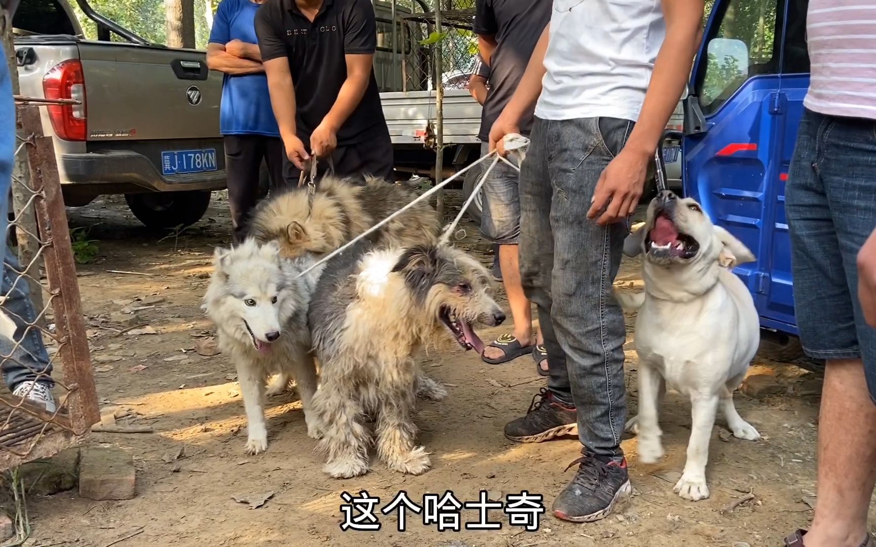 偷拍大型狗肉车收狗现场,各种宠物狗收满满一车!爱狗人士慎看!哔哩哔哩bilibili