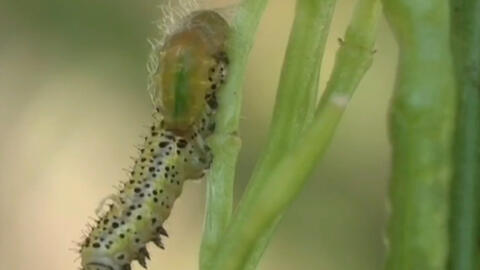 猫蛾由卵到成虫的进化过程全记录 哔哩哔哩