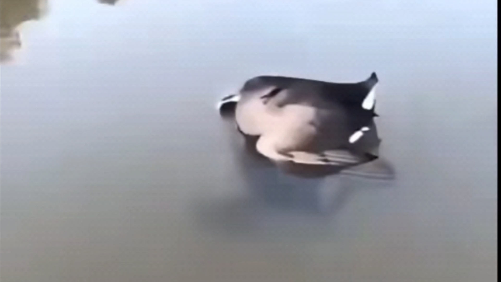 原来癞蛤蟆想吃天鹅肉是真的!