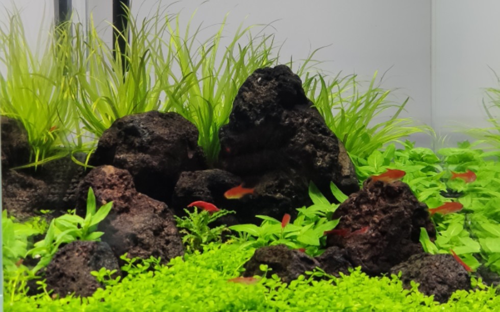 25cm小缸火山石造景