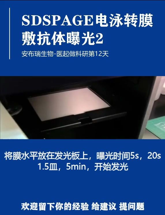 SDSPAGE电泳转膜敷抗体曝光2哔哩哔哩bilibili