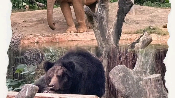 动物观察局,大象和黑熊惬意生活就很棒哦!