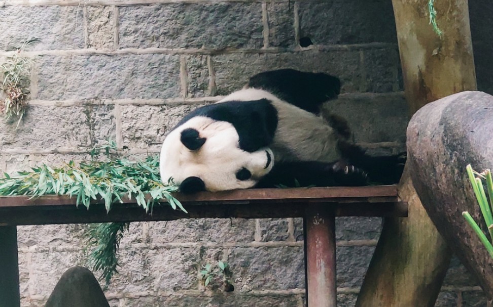 【大熊猫】雷雷-3