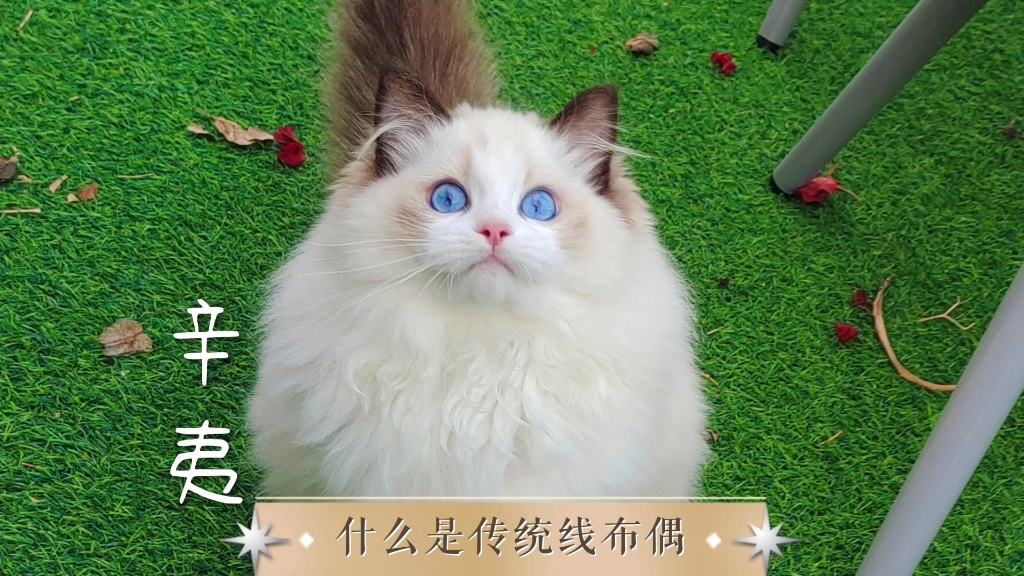 什么是传统线布偶猫?区别于波斯线、英长化、新脸版、寿星头、棉质毛、夸张嘴套、五短身材等国产的旁枝派系),传统线可柔可飒,美而不俗,艳而...