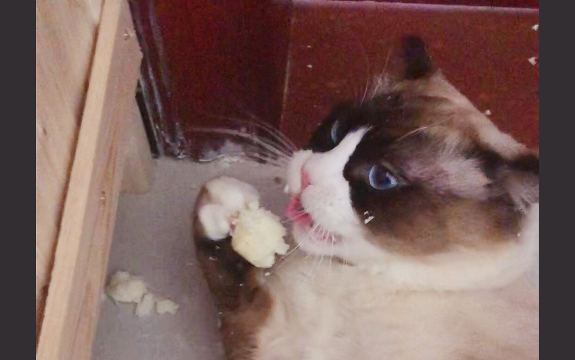 吃馒头的布偶猫你见过?