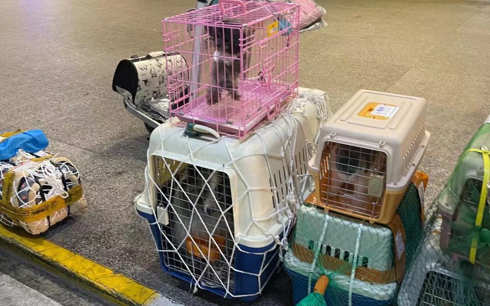 宠物托运出国上海76莫斯科76意大利每月都不会缺席的宠物出口来啦