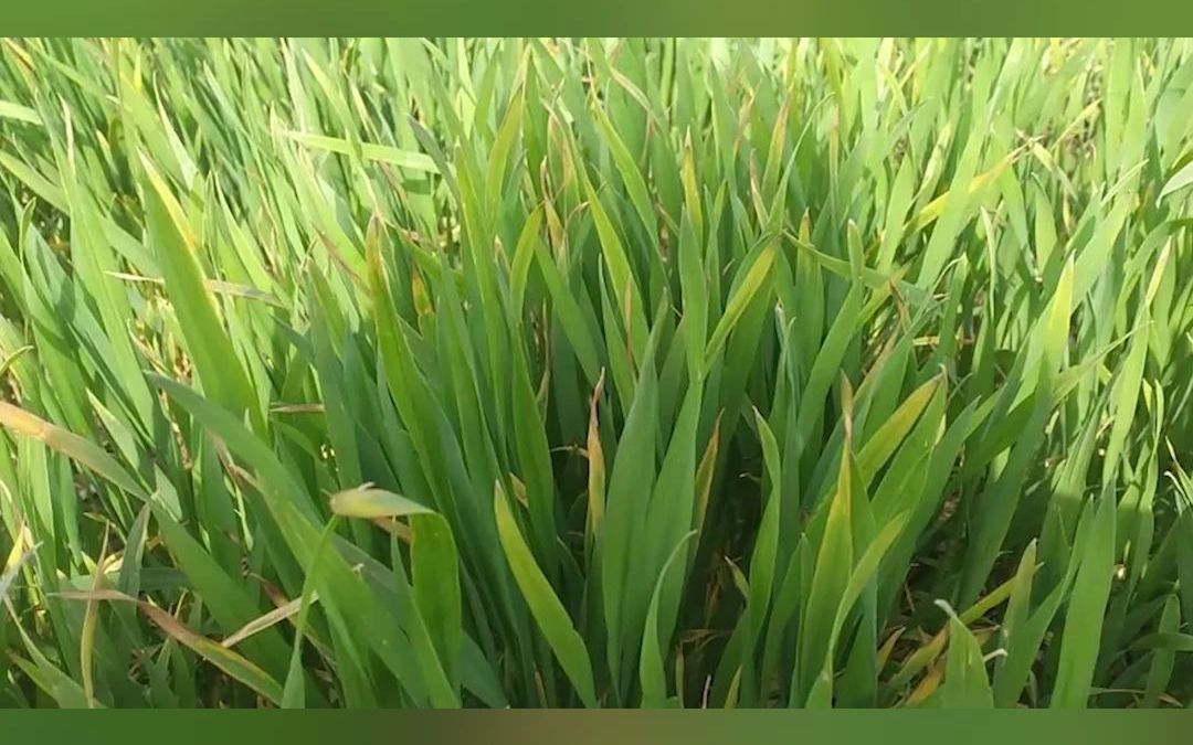 警惕小麦细菌性条斑病已经大面积出现1