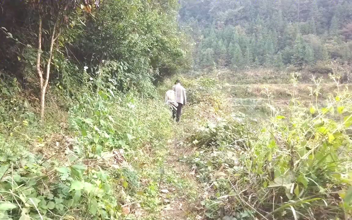 这种植物叫山姜,具有理气止痛、祛湿、消肿的作用,泡脚可以用到哔哩哔哩bilibili