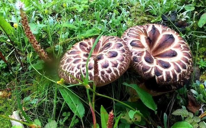 【云南菌子】最迷人的最危险,把这十种野生菌,寄给你你敢吃吗?